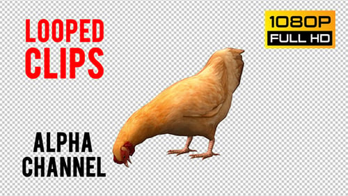 Chicken Looped 3
