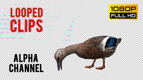 Realistic 3D Animated Duck Pecking on Transparent Background