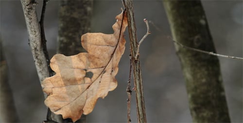 Getrocknetes Eichenblatt