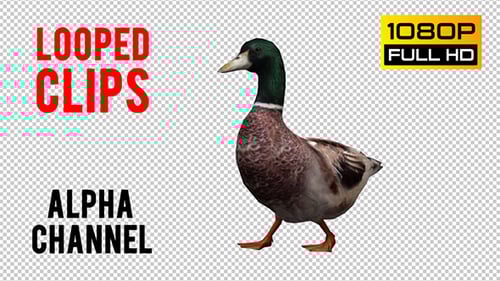 Animated Mallard Duck Walking with Transparent Background