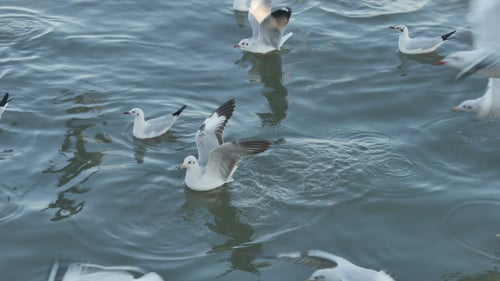 Oiseau flottant sur la mer