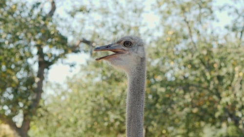 Head and Neck of an Ostrich
