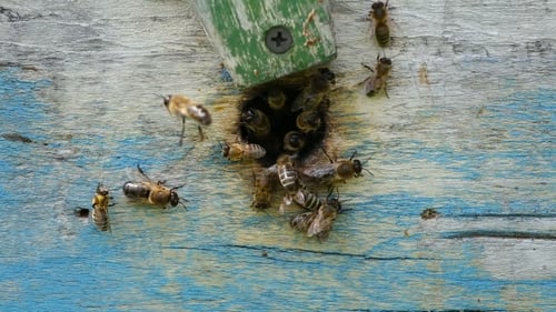 Bees Swarming Around the Entrance to a Hive