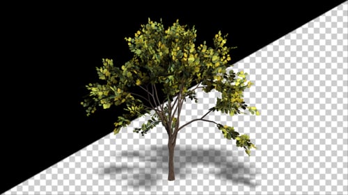 Looping-Baum
