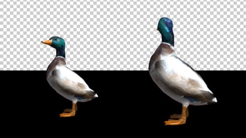Realistic Mallard Duck Walking Animation with Transparent Background