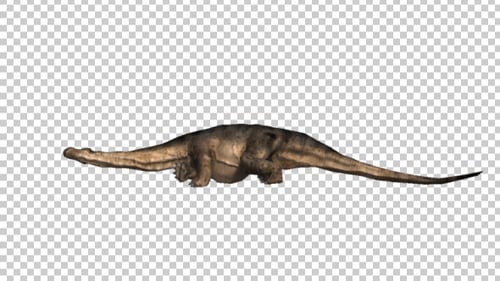 Animated Realistic Amargasaurus Dinosaur Walking Cycle