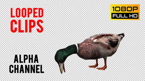Duck Looped 5