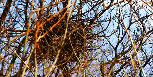 Bird's Nest in Bare Branches Against Blue Sky