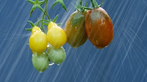 Reife natürliche Tomaten im Regen