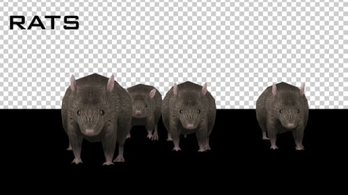 Animated Group of Rats Walking Forward with Alpha Channel
