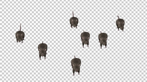 Animated Peppercorns with Alpha Channel