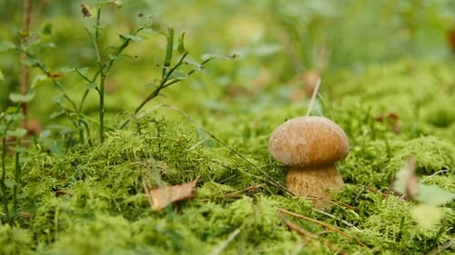 Small Boletus Grow in Woods. Nature Food Plants