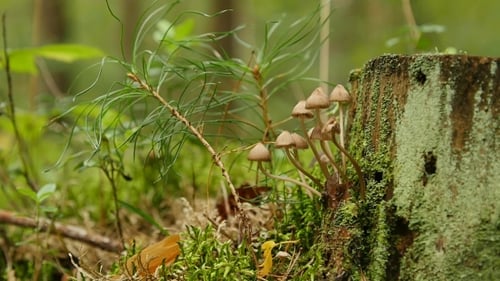 Small Mushrooms Growing on Mossy Forest Tree Stump