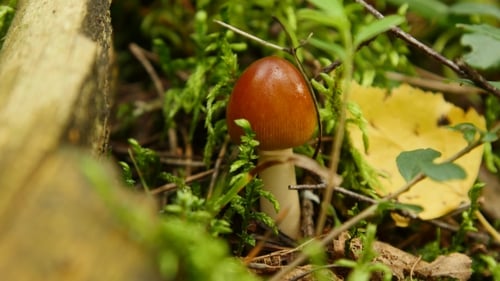 Mushroom in the Forest