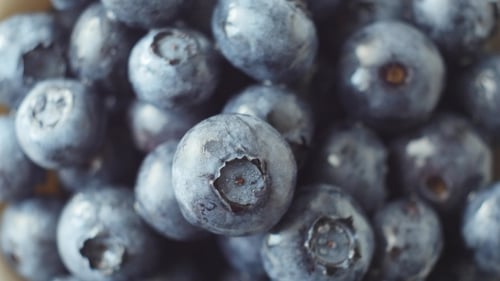 Fresh, Ripe Blue Berries Rotate