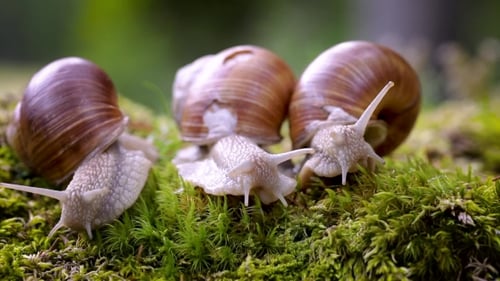 Helix Pomatia Auch römische Schnecke, Burgunderschnecke