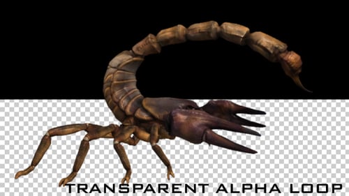 Realistic 3D Scorpion Crawling Animation Loop