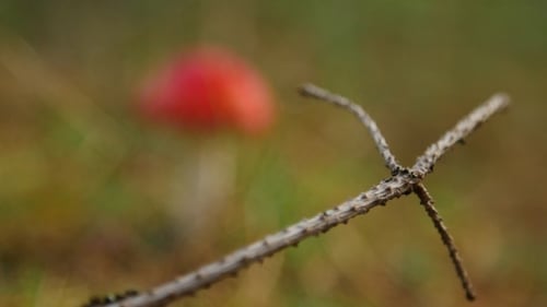 Single Red Mushroom in Forest Nature