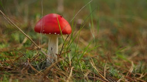 Red Mushroom with White Spots in a Grassy Woodland