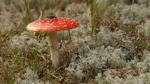 Amanita Mushroom Growing in Natural Habitat