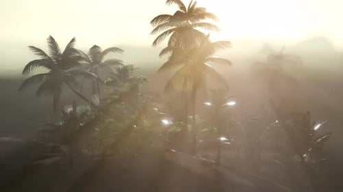 Misty Tropical Scene with Sun Rays and Swaying Palm Trees