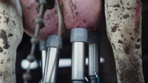 Gros plan automatique de traite de vache obtenant un produit biologique frais dans une étable mécanique