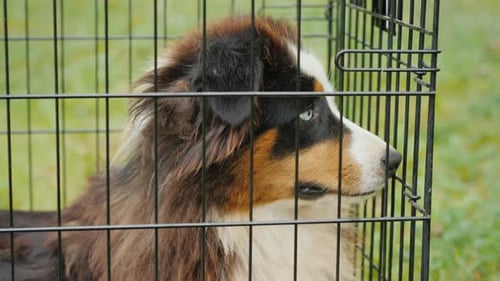 Dog in Cage for Transportation To Animal Shelter