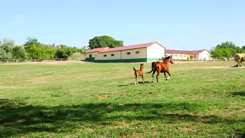 Horse And Foal
