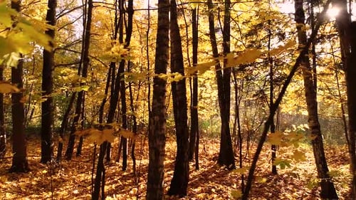 Colorful Autumn Forest Wood