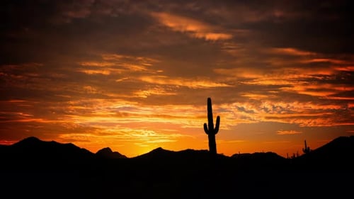 Saguaro Cactus with Red Sky
