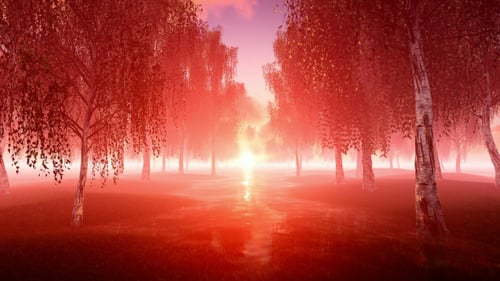 Mystic Forest