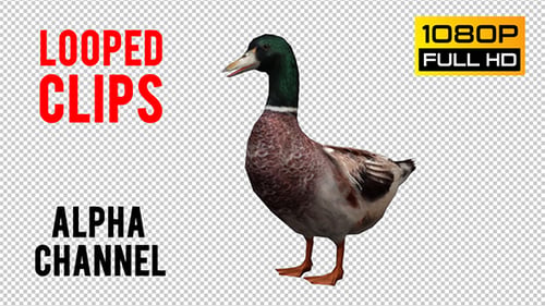 Duck Looped 6