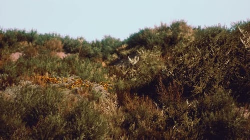 Beach Dunes with Long Grass