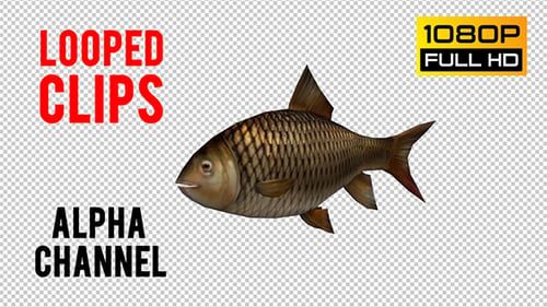 Fish Looped