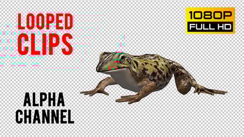 Realistic 3D Frog Jumping Animation Pack