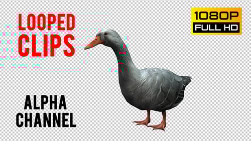Animated Grey Goose Standing with Alpha Channel