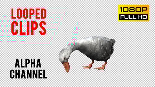 Realistic 3D Gray Goose Pecking Animation with Alpha Channel