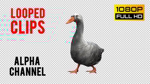 Realistic 3D Animated Goose Walking
