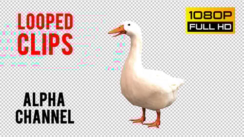 White Goose Realistic 3D Standing Animal Animation