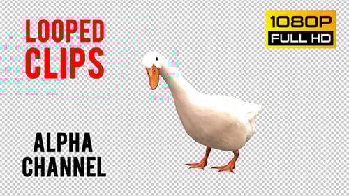 Animated White Goose Pecking Down