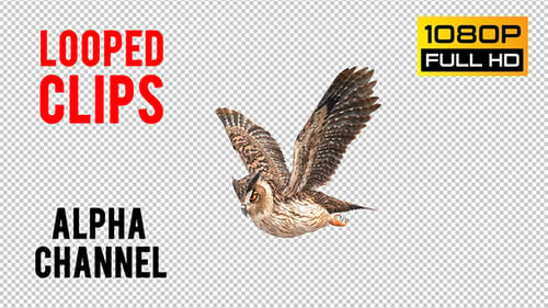 Owl Looped