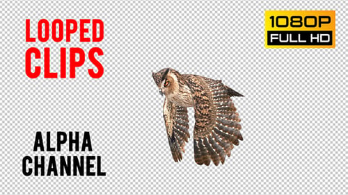Owl Looped 2