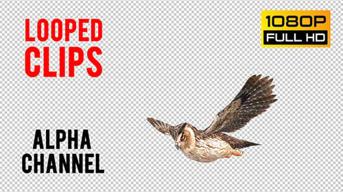 Owl Looped 3