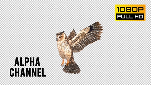 Owl 4
