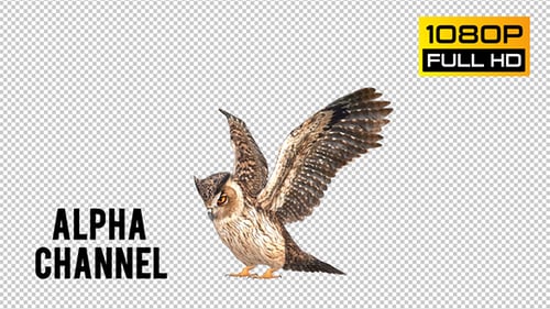 Owl 5
