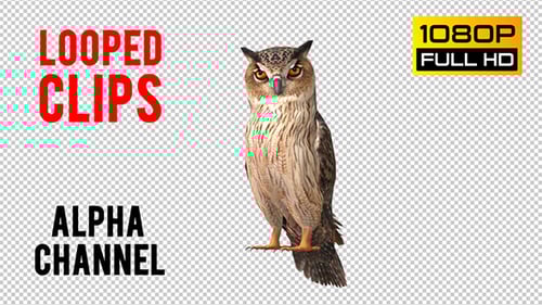 Realistic 3D Animated Owl Turning Head with Alpha Channel