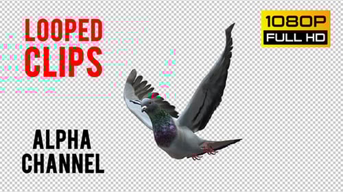 Realistic Flying Pigeon Animation with Transparent Alpha Channel
