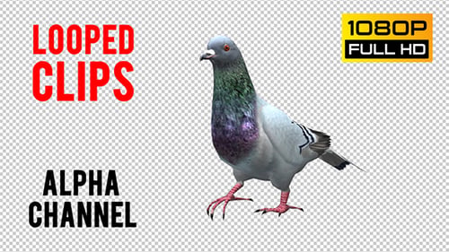 Pigeon Looped 6