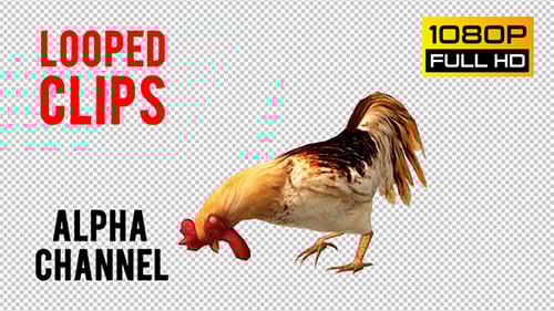 Animated Rooster Pecking and Looking Up Alpha Channel