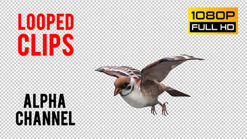 Sparrow Looped